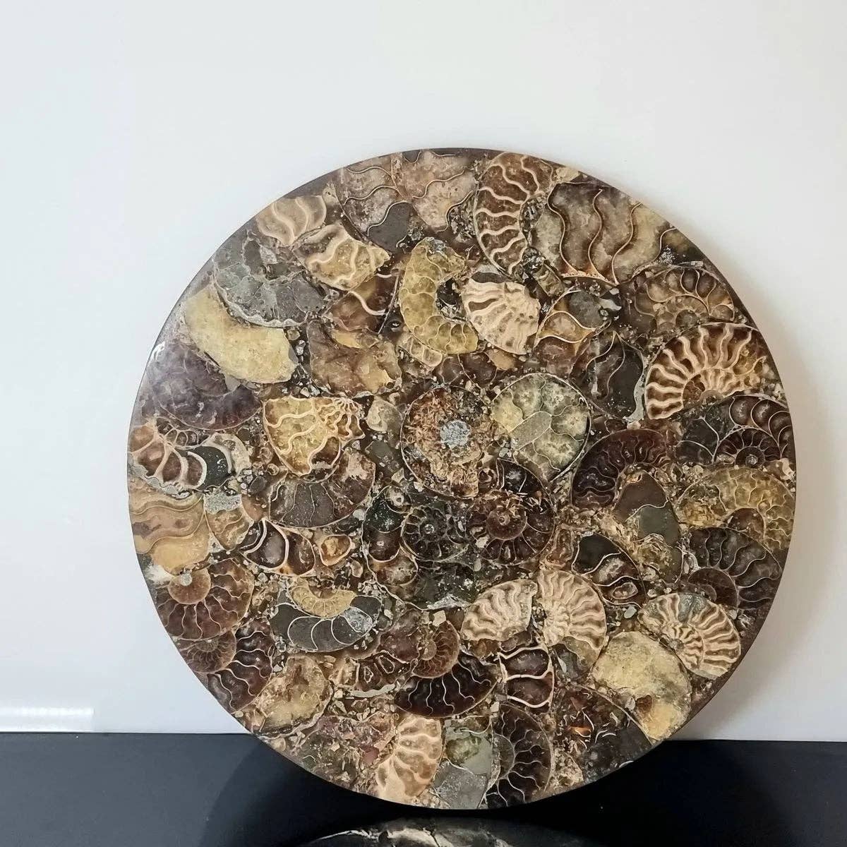 Ammonite Fossil Display Plate