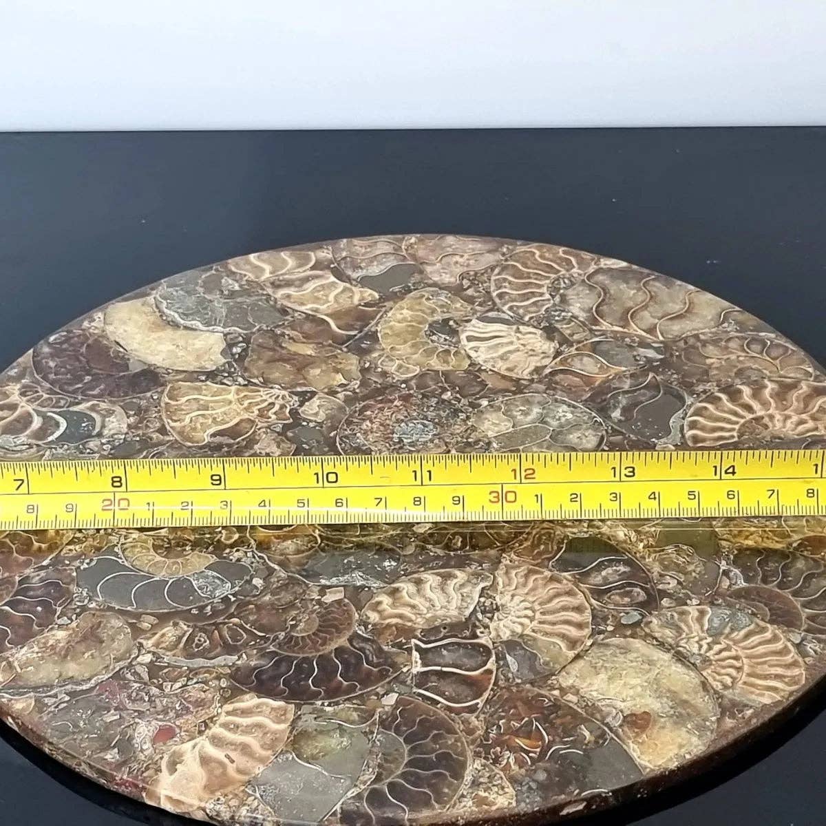 Ammonite Fossil Display Plate