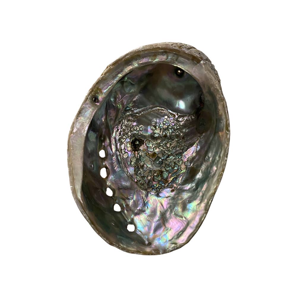 Abalone Shell - Nature's Artistry: 5-8cm