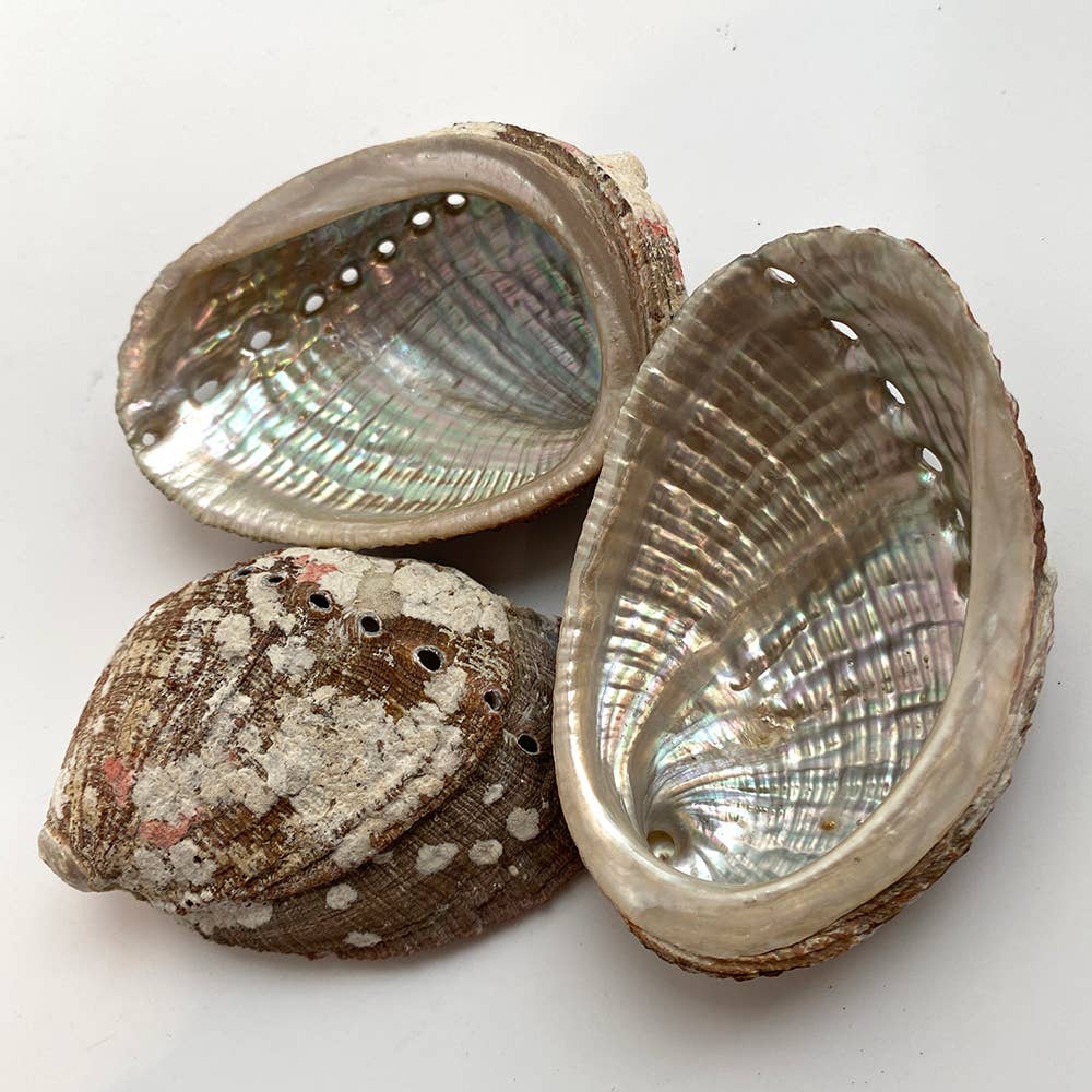 Abalone Shell - Nature's Artistry: 5-8cm