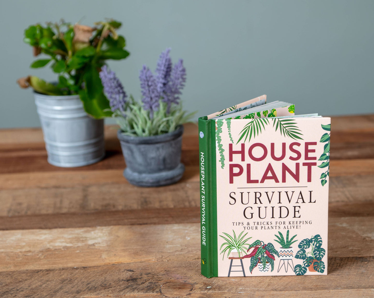 Houseplant Survival Guide - Indoor Plant Tips and Tricks