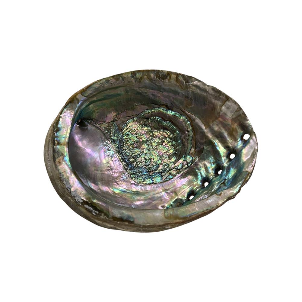 Abalone Shell - Nature's Artistry: 5-8cm