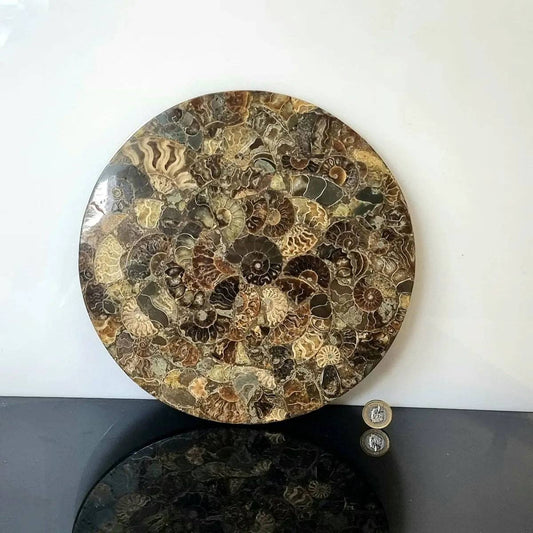 Ammonite Fossil Display Plate