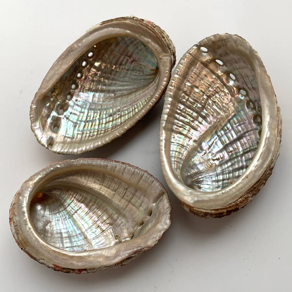 Abalone Shell - Nature's Artistry: 5-8cm